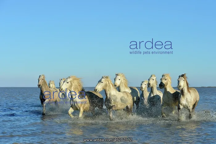 : Camargue horses running in a swamp in winter - France : Camargue horses running in a swamp in winter - France