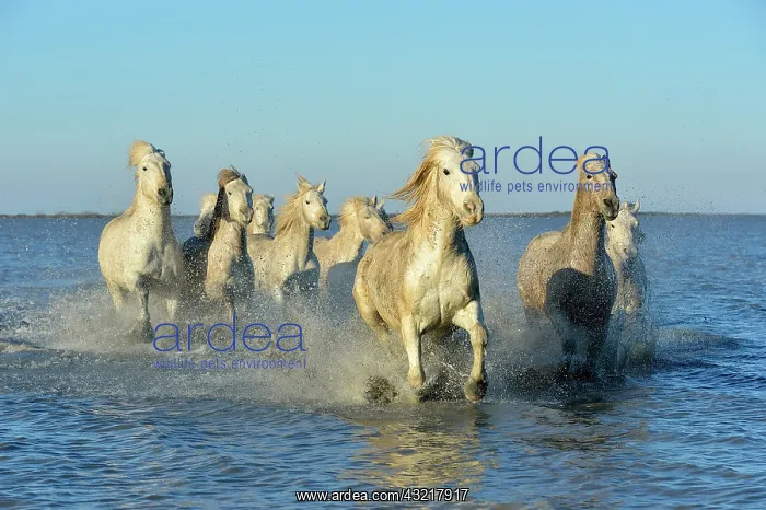 : Camargue horses running in a swamp in winter - France : Camargue horses running in a swamp in winter - France