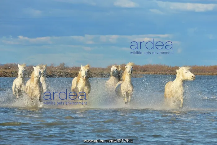 : Camargue horses running in a swamp in winter - France : Camargue horses running in a swamp in winter - France