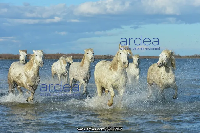 : Camargue horses running in a swamp in winter - France : Camargue horses running in a swamp in winter - France