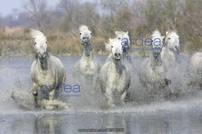: Camargue Horses - running through water : Camargue Horses - running through water