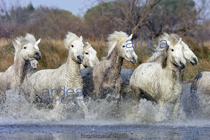 : Camargue Horses - running through water : Camargue Horses - running through water