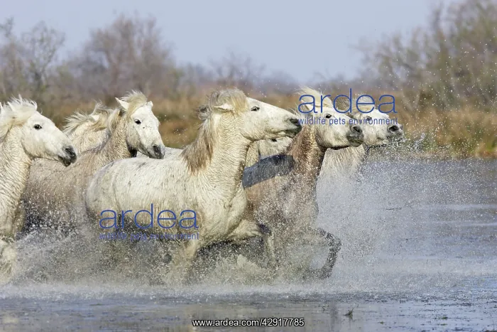 : Camargue Horses - running through water : Camargue Horses - running through water