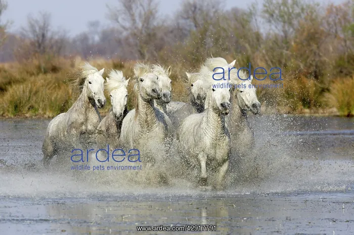 : Camargue Horses - running through water : Camargue Horses - running through water