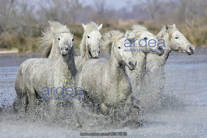 : Camargue Horses - running through water : Camargue Horses - running through water