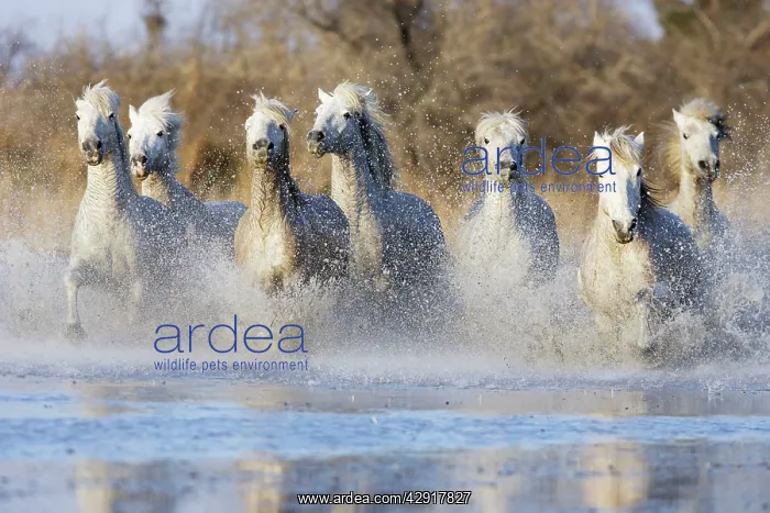 : Camargue Horses - running through water : Camargue Horses - running through water