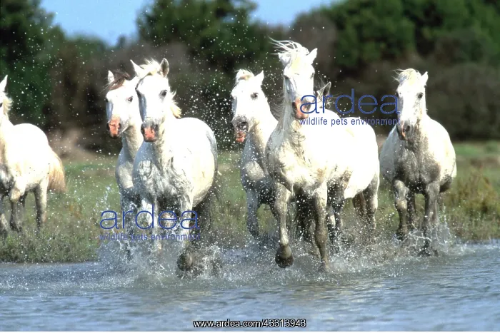 : CAMARGUE HORSES - running through water : CAMARGUE HORSES - running through water