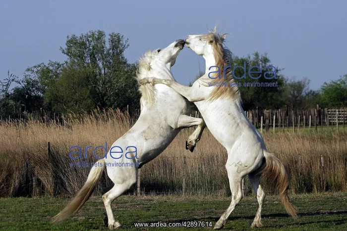 : Camargue Horses - stallions fighting : Camargue Horses - stallions fighting