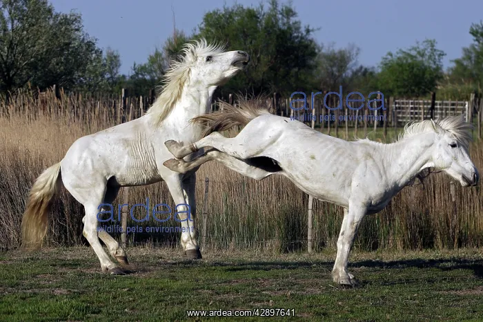  : Camargue Horses - stallions fighting