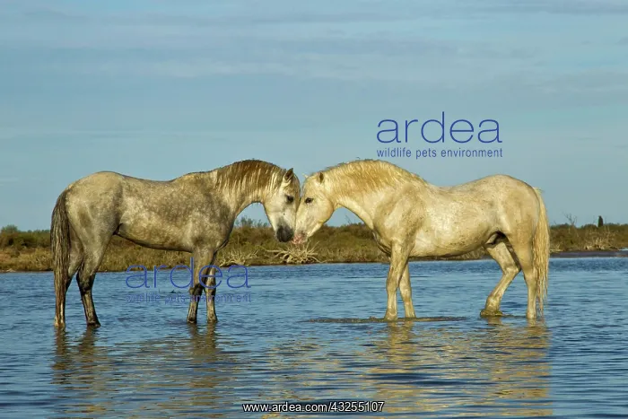 : Camargue horses standing in marshy wetland