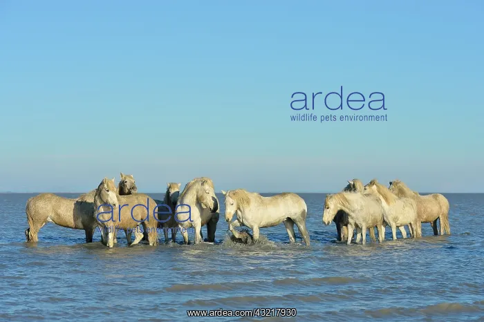 : Camargue horses in a swamp in winter - France : Camargue horses in a swamp in winter - France