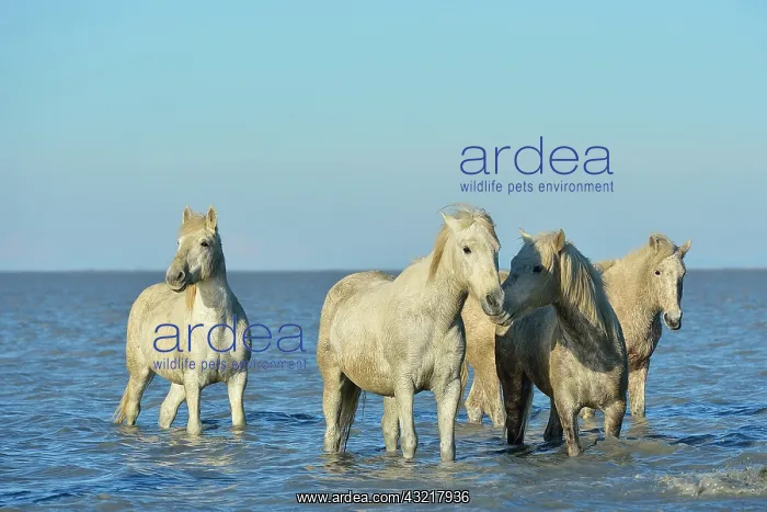 : Camargue horses in a swamp in winter - France : Camargue horses in a swamp in winter - France