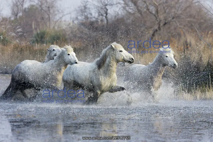: Camargue Horses - trotting through water : Camargue Horses - trotting through water