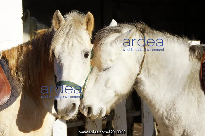 : Camargue Horses - two, nuzzling : Camargue Horses - two, nuzzling