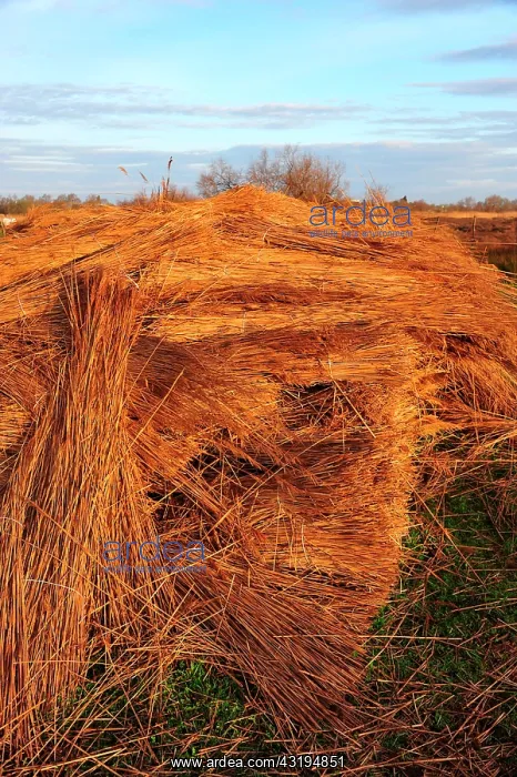 : In the Camargue, the reed is still used to make : In the Camargue, the reed is still used to make