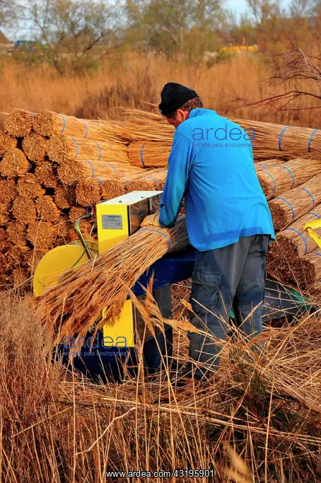 : In the Camargue, the reed is still used to make : In the Camargue, the reed is still used to make