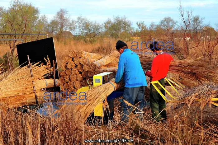 : In the Camargue, the reed is still used to make : In the Camargue, the reed is still used to make