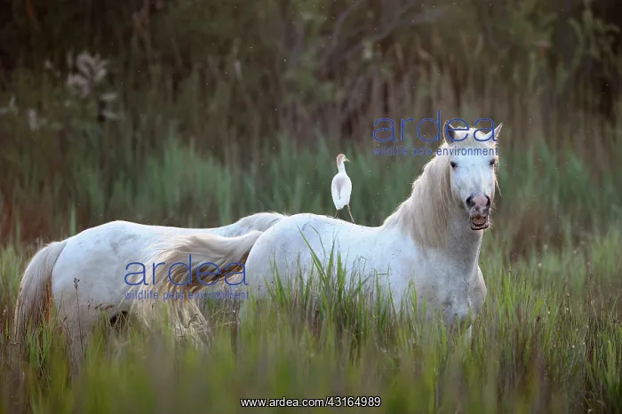 : Camarque Horse : Camarque Horse