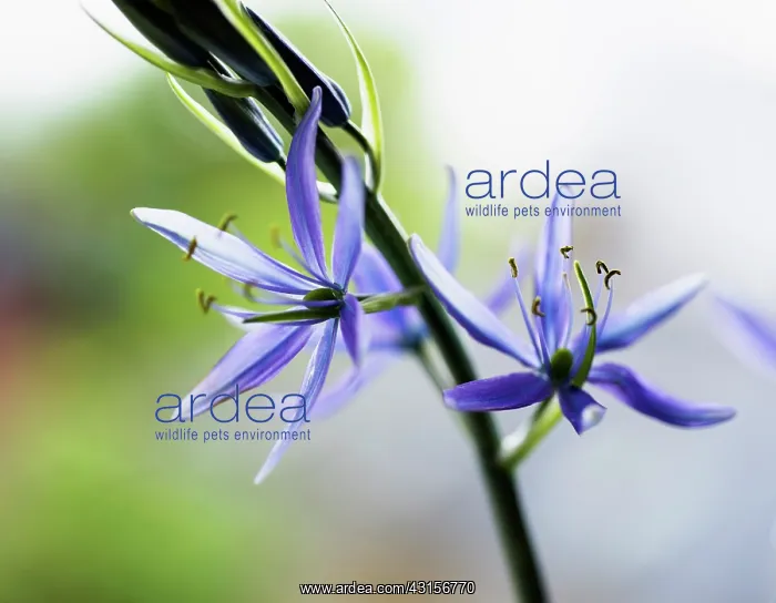 : Camas, Quamash, Great camas, Camassia leichtlinii : Camas, Quamash, Great camas, Camassia leichtlinii