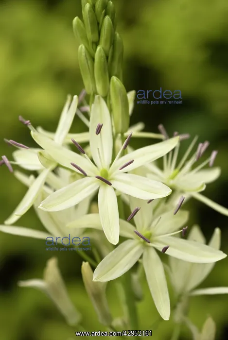 : Camassia, Quamash, Camassia leichtlini alba : Camassia, Quamash, Camassia leichtlini alba