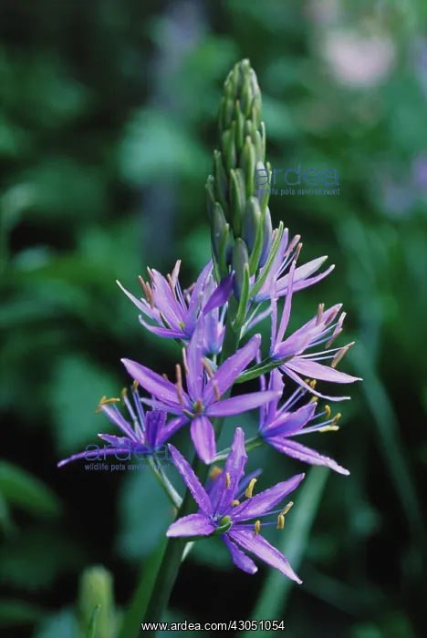 : Camassia, Quamash, Camassia leichtlinii steely blue : Camassia, Quamash, Camassia leichtlinii steely blue