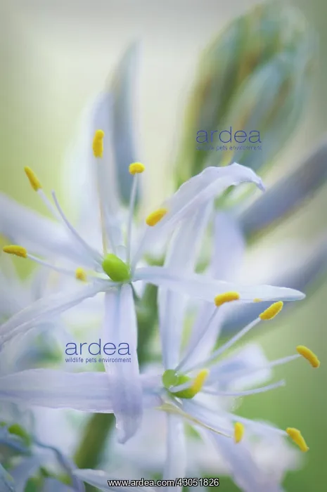 : Camassia, Quamash, Camassia cusickii : Camassia, Quamash, Camassia cusickii