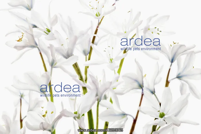 : Camassia, Camassia leichtlinii alba, Quamash : Camassia, Camassia leichtlinii alba, Quamash