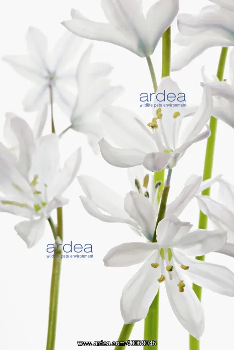 : Camassia, Camassia leichtlinii alba, Quamash : Camassia, Camassia leichtlinii alba, Quamash