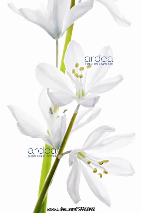 : Camassia, Camassia leichtlinii alba, Quamash : Camassia, Camassia leichtlinii alba, Quamash