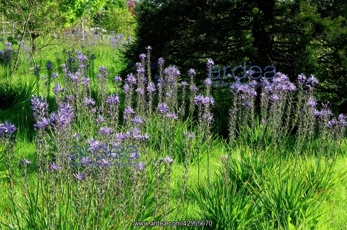 : Camassia leichtlinii in wild garden : Camassia leichtlinii in wild garden