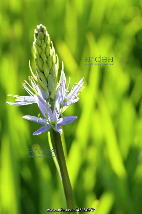 : Camassia, Quamash, Camassia leichtlinii, Mauve coloured flow : Camassia, Quamash, Camassia leichtlinii, Mauve coloured flow