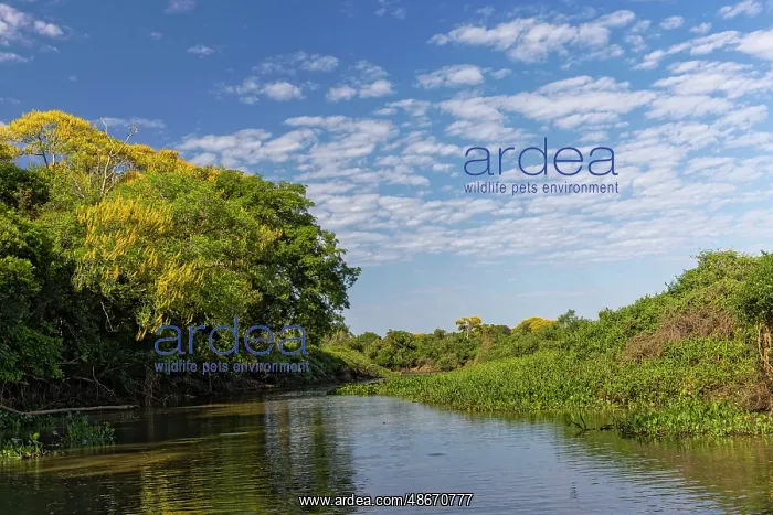  : Cambara Tree in full bloom along small waterway. Mato