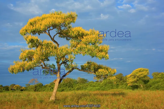: Cambara Tree - bright yellow blooming Cambara trees : Cambara Tree - bright yellow blooming Cambara trees