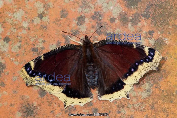 : Camberwell Beauty Butterfly : Camberwell Beauty Butterfly
