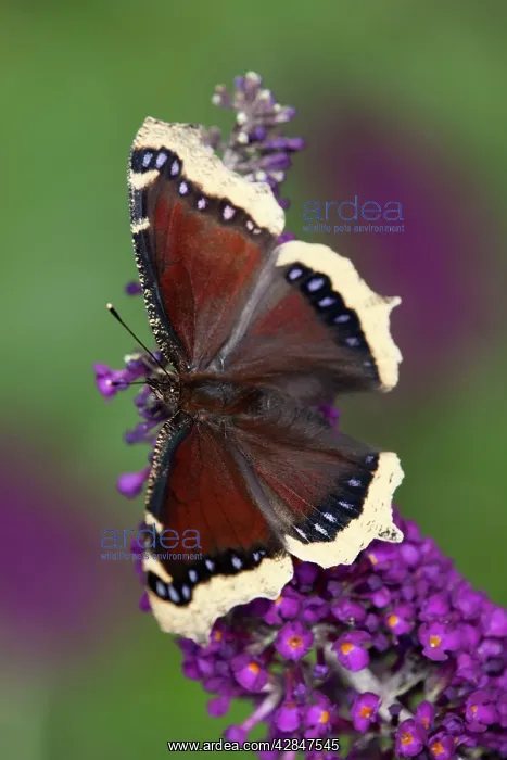  : Camberwell Beauty Butterfly - on buddleia