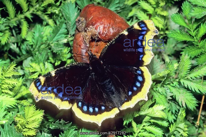  : Camberwell Beauty Butterfly - feeding on rotten apple