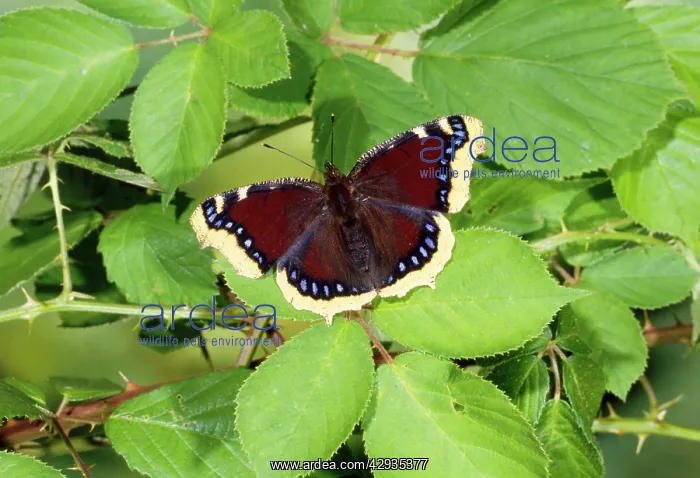 : Camberwell Beauty / Mourning Cloak Butterfly : Camberwell Beauty / Mourning Cloak Butterfly