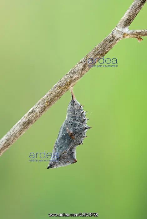 : Camberwell Beauty / Mourning Cloak Butterfly - : Camberwell Beauty / Mourning Cloak Butterfly -