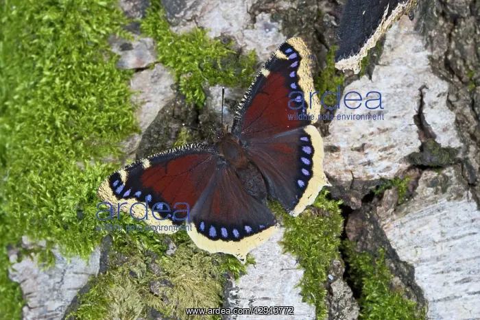 : Camberwell Beauty / Mourning Cloak Butterfly - : Camberwell Beauty / Mourning Cloak Butterfly -