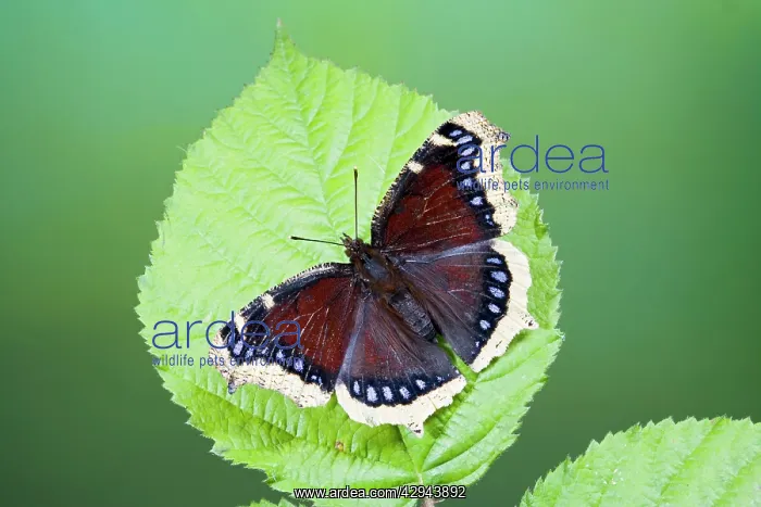 : Camberwell Beauty / Mourning Cloak Butterfly - : Camberwell Beauty / Mourning Cloak Butterfly -