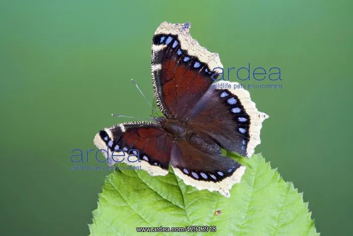 : Camberwell Beauty / Mourning Cloak Butterfly - : Camberwell Beauty / Mourning Cloak Butterfly -