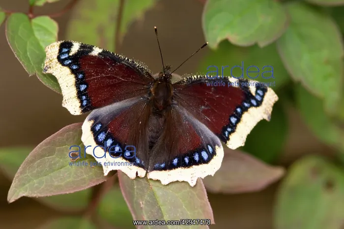 : Camberwell Beauty / Mourning Cloak Butterfly - : Camberwell Beauty / Mourning Cloak Butterfly -
