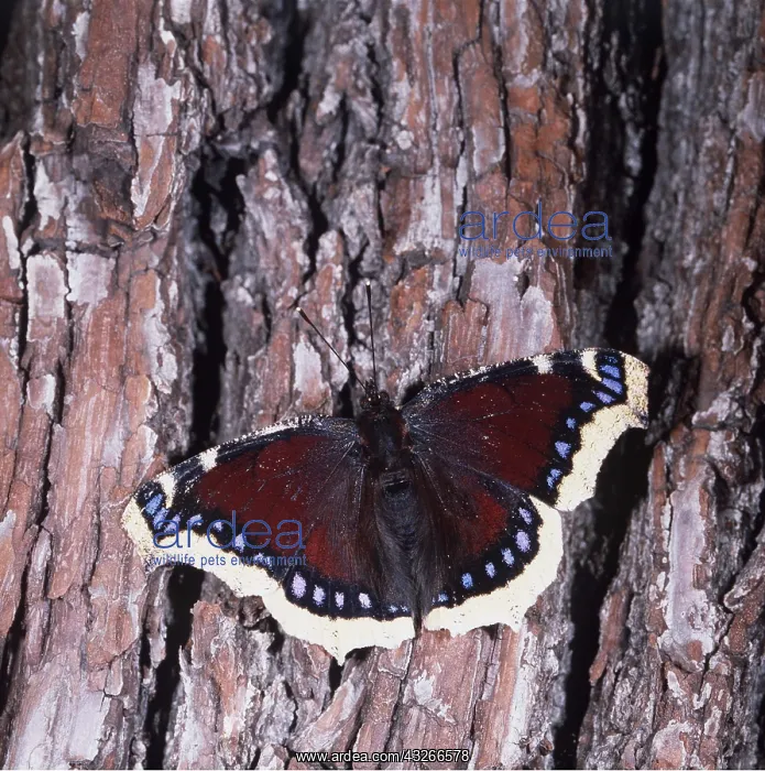 : Camberwell Beauty / Mourning Cloak Butterfly : Camberwell Beauty / Mourning Cloak Butterfly