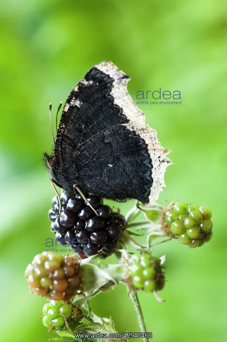 : Camberwell Beauty / Mourning Cloak Butterfly - on dewberry : Camberwell Beauty / Mourning Cloak Butterfly - on dewberry