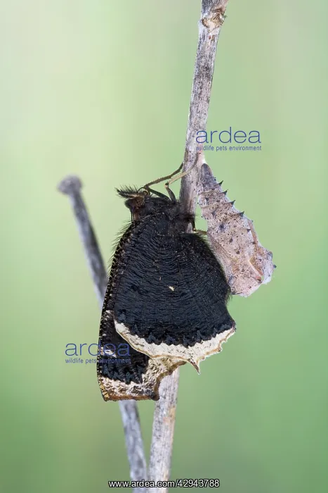 : Camberwell Beauty / Mourning Cloak Butterfly - hatching : Camberwell Beauty / Mourning Cloak Butterfly - hatching