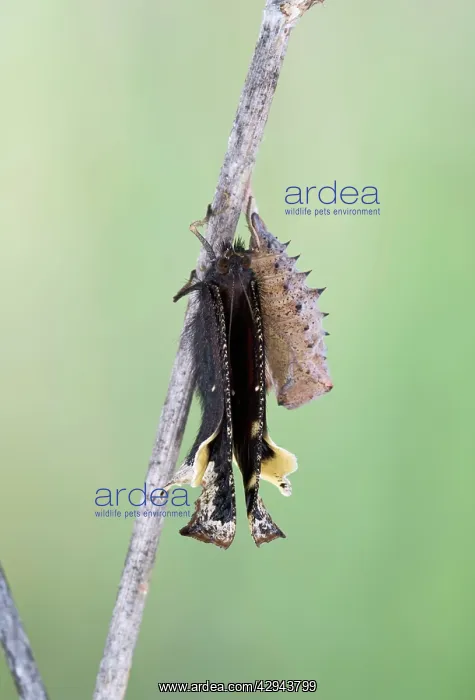: Camberwell Beauty / Mourning Cloak Butterfly - hatching : Camberwell Beauty / Mourning Cloak Butterfly - hatching