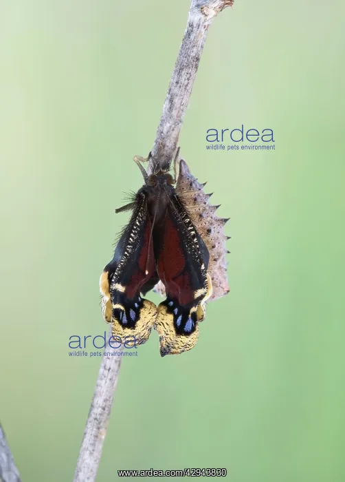 : Camberwell Beauty / Mourning Cloak Butterfly - hatching : Camberwell Beauty / Mourning Cloak Butterfly - hatching