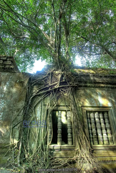: Cambodia, Angkor Wat. Tree grows over ruins : Cambodia, Angkor Wat. Tree grows over ruins