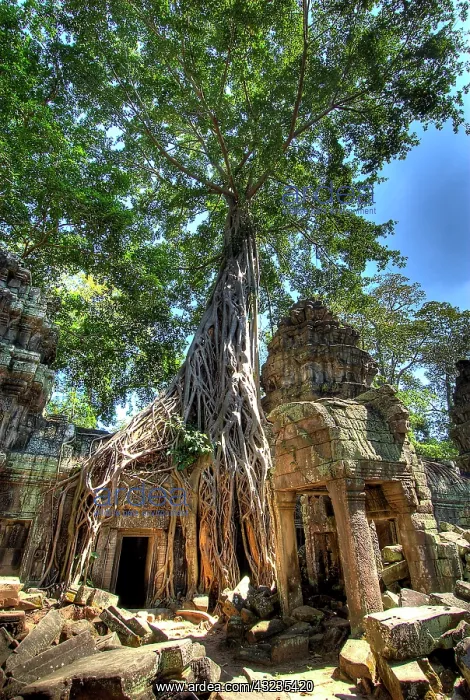  : Cambodia, Angkor Wat. Tree grows over ruins
