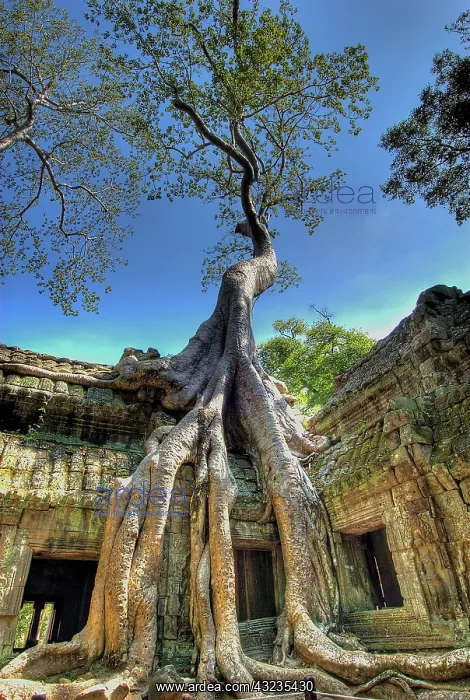 : Cambodia, Angkor Wat. Tree grows over ruins : Cambodia, Angkor Wat. Tree grows over ruins